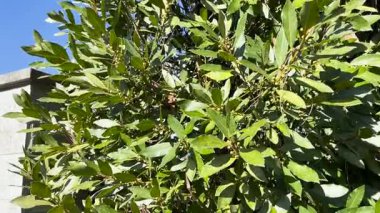 Laurus Nobilis şubesi ve ayrılır. Tasarım için doğa ve arka plan. - Evet. Yüksek kalite 4k görüntü