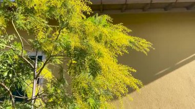 Güneşli bir günde evin bahçesindeki ağaçta bahar mimoza çiçekleri açar. Tasarım için arka plan. - Evet. Yüksek kalite 4k görüntü