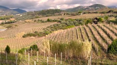 Manzara, sonbaharda panoramik üzüm bağları, kış, sabah mavi gökyüzü ve geleneksel evlere karşı. Kuzey İtalya 'da, Avrupa' da tarım. Yüksek kalite 4k görüntü