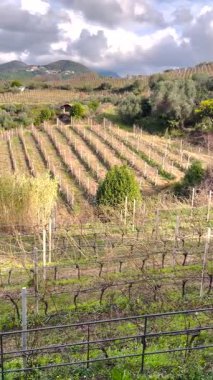 Manzara, sonbaharda panoramik üzüm bağları, kış, sabah mavi gökyüzü ve geleneksel evlere karşı. Kuzey İtalya 'da, Avrupa' da tarım. Yüksek kalite 4k görüntü