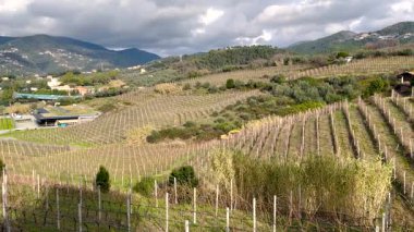 Manzara, sonbaharda panoramik üzüm bağları, kış, sabah mavi gökyüzü ve geleneksel evlere karşı. Kuzey İtalya 'da, Avrupa' da tarım. Yüksek kalite 4k görüntü