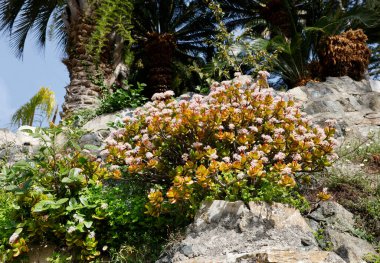 Parco di Villa Rocca 'daki kayalık yamaçta pembe çiçeklerle çiçek açan yeşim bitkisi. Bereketli Crassula ovata leziz yıldız şekilli pembe çiçek kümeleri taşların ve palmiyelerin arasında büyüyor.