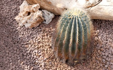 Çöl kayaları bahçesinde sarı dikenli Mavi Fıçı Kaktüsü. Ferocactus Glaucescens 'ın yakın çekimlerinde, volkanik çakıllar arasında büyüyen altın dikenli altın dikenli ve mavi-yeşil bir gövde yer alır.