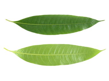 Beyaz arkaplanda doku bırakır.