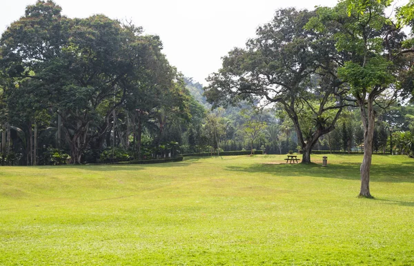 Gramado e árvores grandes — Fotografia de Stock