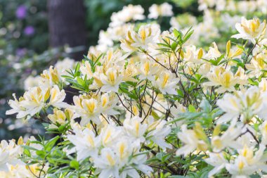 Botanik bahçesinde çiçek açan ormangülü