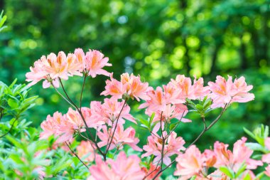 Botanik bahçesinde çiçek açan ormangülü