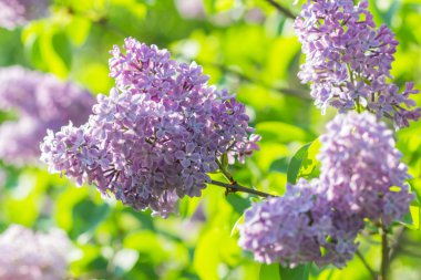 Botanik bahçesinde çiçek leylak