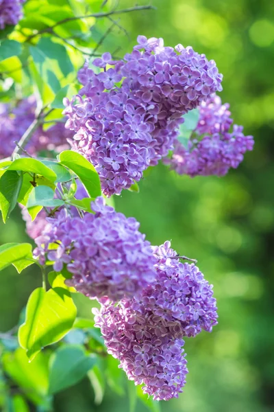 Blooming lilac in the botanical garden — Stock Photo, Image