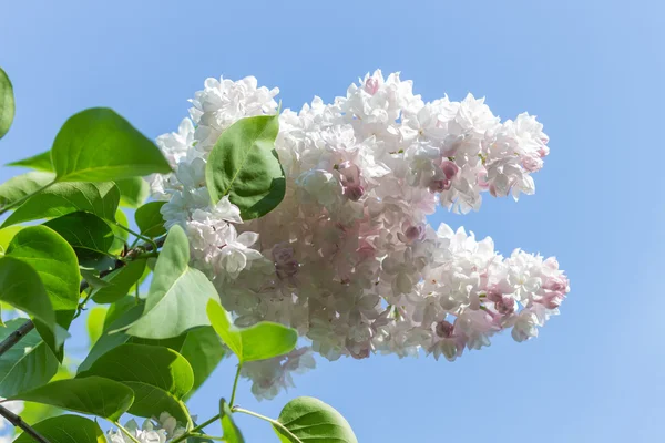 Kwitnące Lila w ogród botaniczny — Zdjęcie stockowe