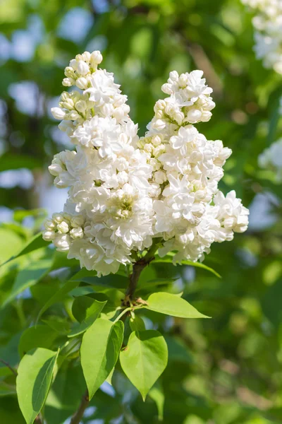 Blooming lilac in the botanical garden — Stock Photo, Image