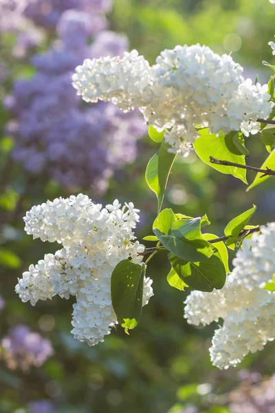 Blooming lilac in the botanical garden — Stock Photo, Image