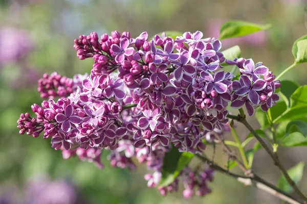 Kwitnące Lila w ogród botaniczny — Zdjęcie stockowe