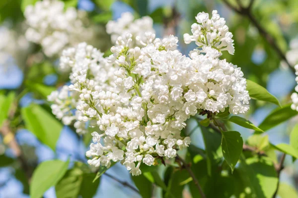 Blooming lilac in the botanical garden — Stock Photo, Image