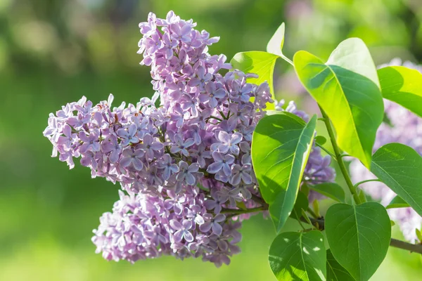 Blooming lilac in the botanical garden — Stock Photo, Image