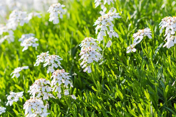 Blommande vårblommor i den — Stockfoto