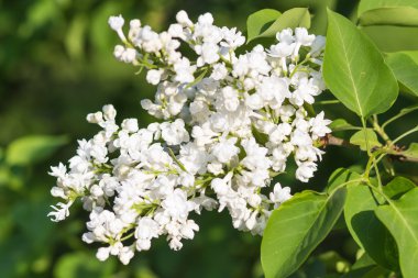 Botanik bahçesinde çiçek leylak