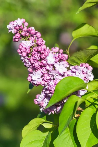 Kwitnące Lila w ogród botaniczny — Zdjęcie stockowe