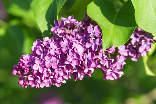 Kwitnące Lila w ogród botaniczny — Zdjęcie stockowe