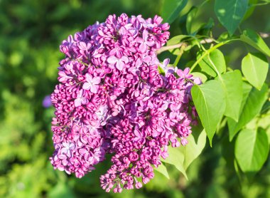 Botanik bahçesinde çiçek leylak