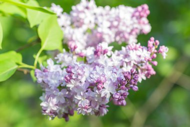 Botanik bahçesinde çiçek leylak