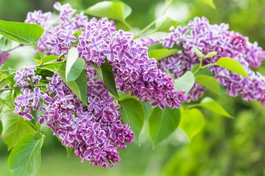 Botanik bahçesinde çiçek leylak