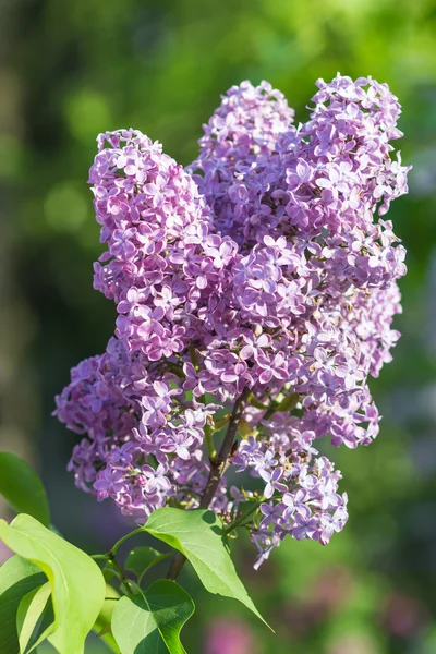 Kwitnące Lila w ogród botaniczny — Zdjęcie stockowe