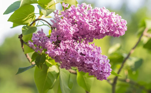 Kwitnące Lila w ogród botaniczny — Zdjęcie stockowe