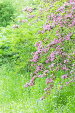 Botanik bahçesi içinde Weigela çiçekli dal