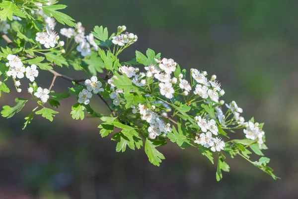 Kvetoucí větve hlohu v botanické zahradě — Stock fotografie