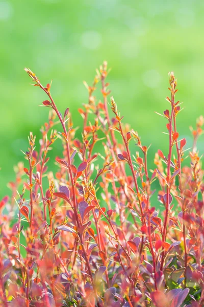 Красная ветвь барбариса в ботаническом саду — стоковое фото
