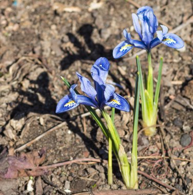 Botanik bahçesinde çiçek açan Iris