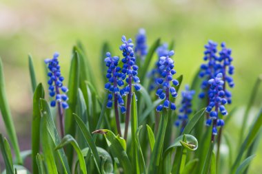 Botanik bahçesinde çiçek açan sümbül