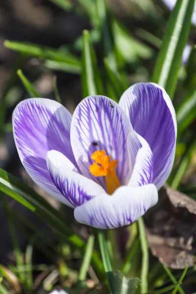 Crocus fleurissant dans le jardin botanique — Photo