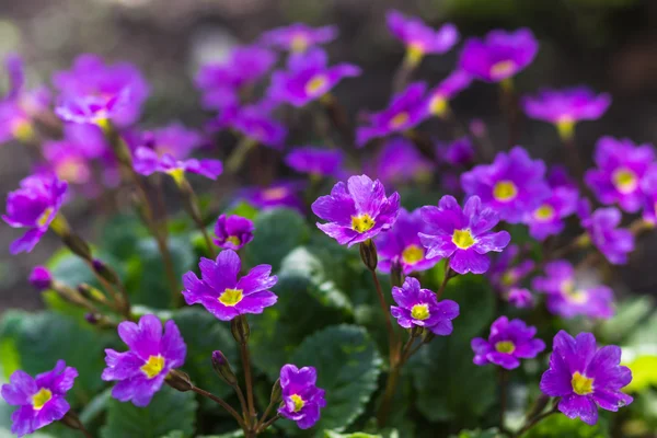 Botanik bahçesinde çiçek açan çuha çiçeği