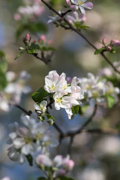 Blooming apple trees — Stock Photo, Image