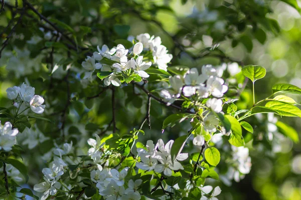 Blooming apple trees — Stock Photo, Image