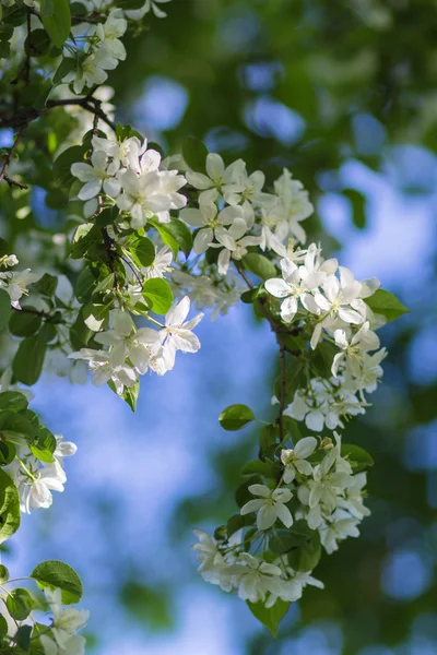 Blooming apple trees — Stock Photo, Image