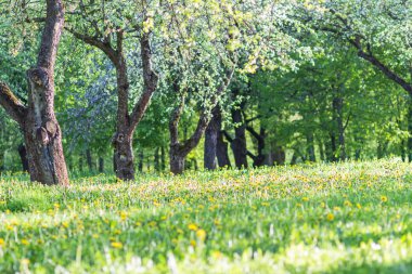 Çiçekli Elma Ağaçları