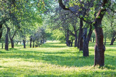 Çiçekli Elma Ağaçları