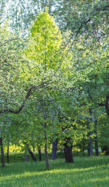 Çiçekli Elma Ağaçları