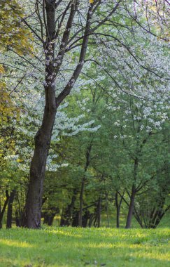 Çiçekli Elma Ağaçları