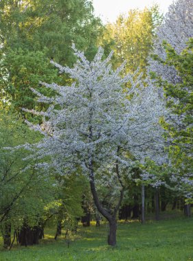 Çiçekli Elma Ağaçları