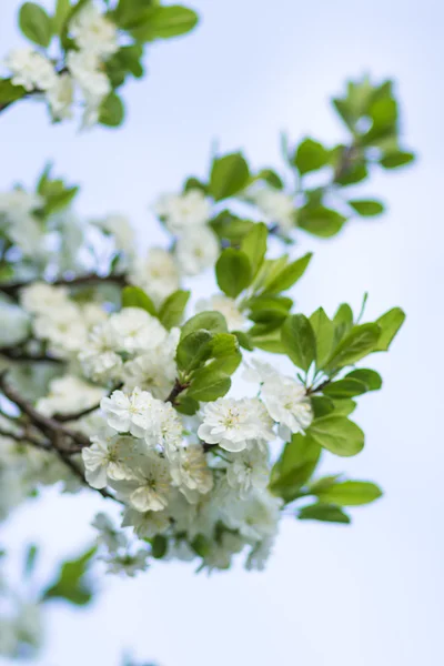 Blooming plum trees — Stock Photo, Image