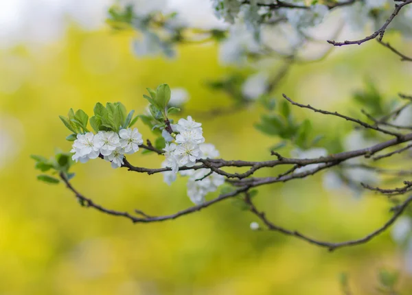Blooming plum trees — Stock Photo, Image