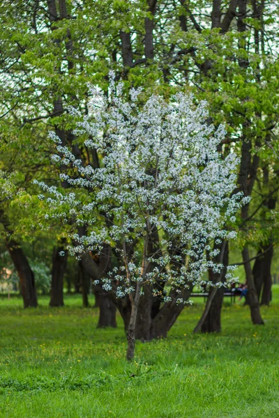 Дерева ввечері — стокове фото