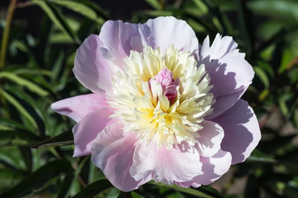 Pembe şakayık çiçeği — Stok fotoğraf