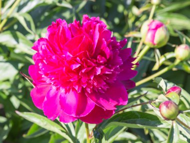 Pembe şakayık çiçeği