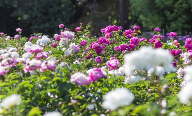 pembe Şakayık çiçeği alan