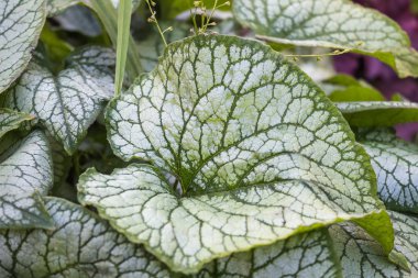 Desenli Brunnera yaprakları